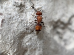 Pseudomethoca simillima