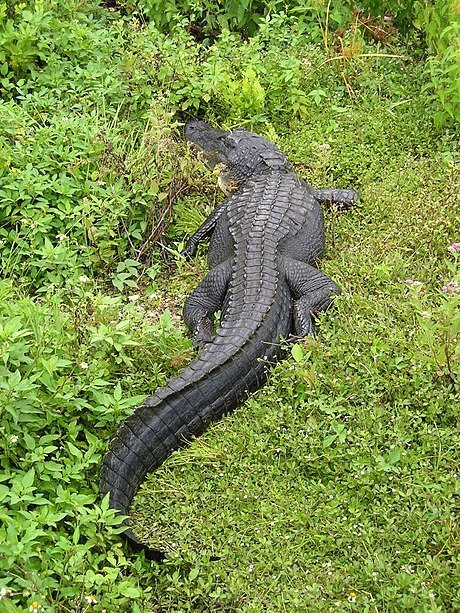 What Do Alligators Eat?  American Alligator & Chinese Alligator Diet