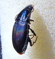Pterostichus sculptus