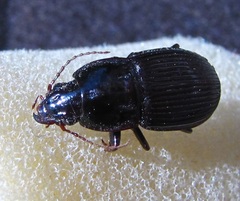 Pterostichus sculptus