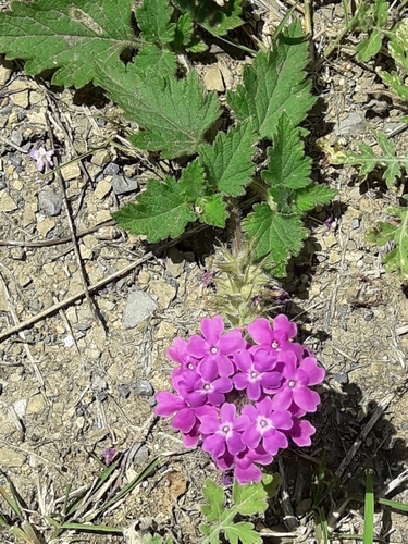 Image of Rio Grande Mock Vervain (Glandularia polyantha) by (c) José Gerardo Velasco, some rights reserved (CC BY-SA)