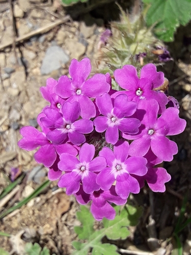 Image of Rio Grande Mock Vervain (Glandularia polyantha) by (c) José Gerardo Velasco, some rights reserved (CC BY-SA)