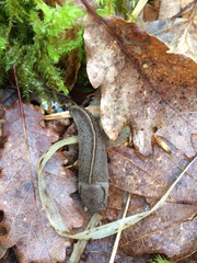 Milacidae