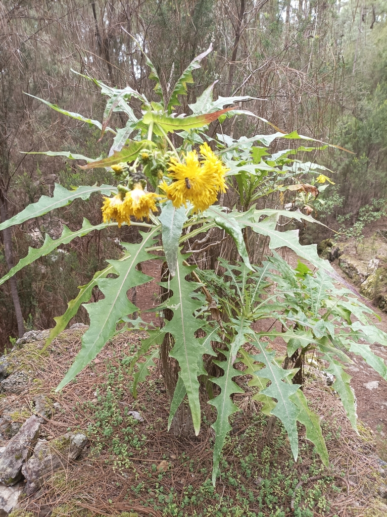 Sonchus congestus from Santa Cruz de Tenerife, ES-CN, ES on 14 March ...