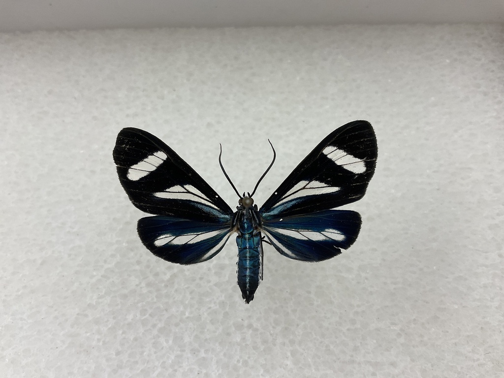 Agyrta aestiva