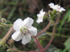 Chaetogastra gracilis