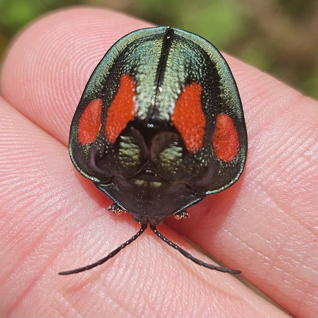 Discomorpha bisbiplagiata