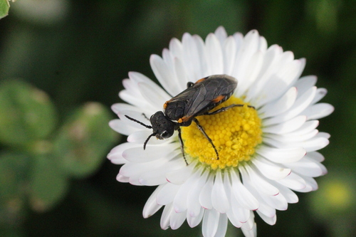 Sciapteryx costalis