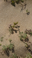 Daucus pumilus
