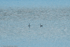 Aechmophorus occidentalis