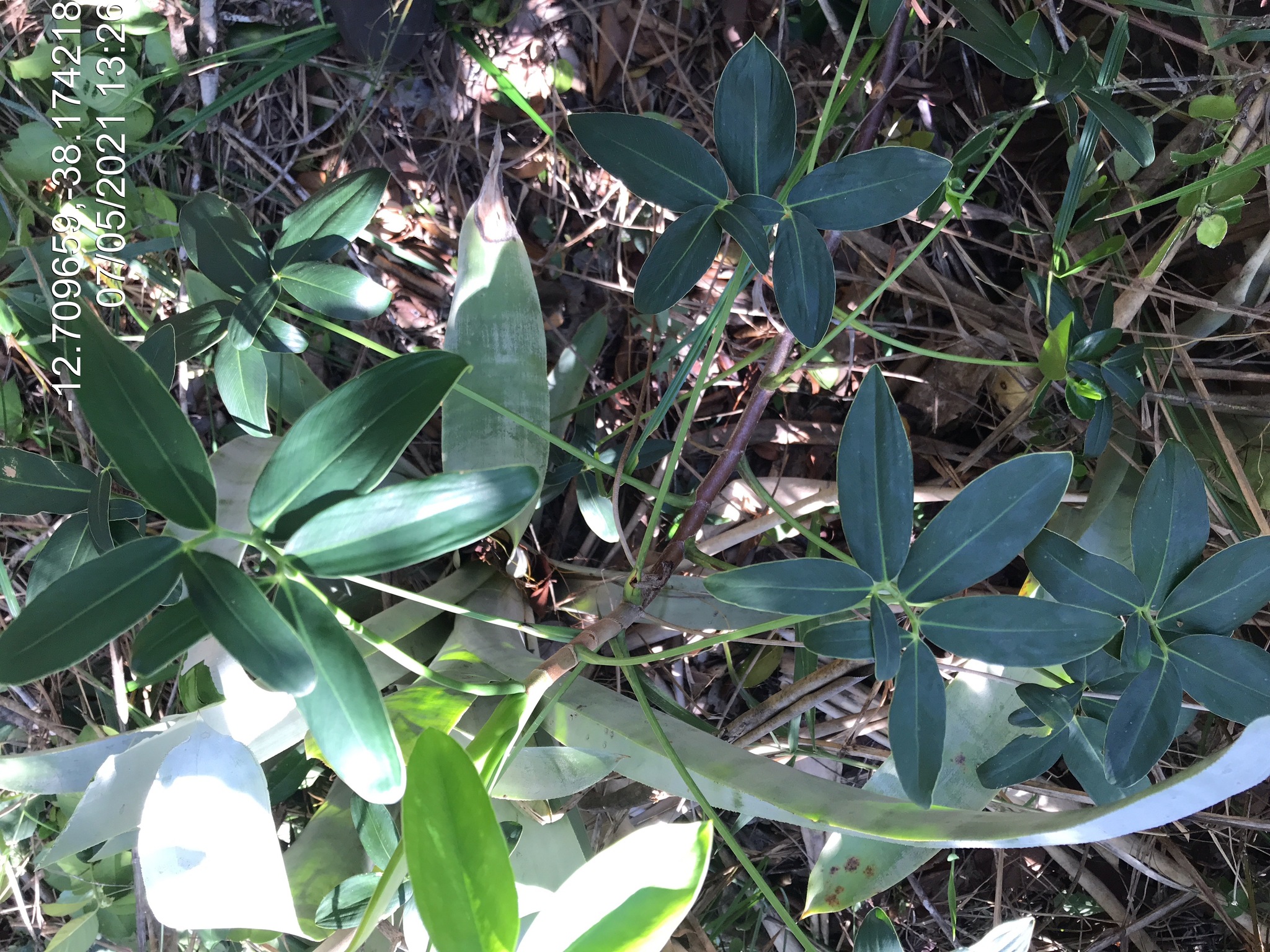 Thaumatophyllum leal