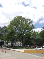 Swietenia macrophylla