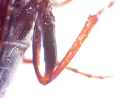 Pterostichus sculptus