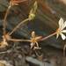 Pelargonium weberi - Photo 由 Odette Curtis 所上傳的 (c) Odette Curtis，保留部份權利CC BY-NC