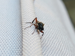 Bibio xanthopus