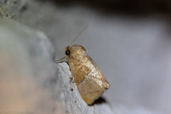 Apoda latomia