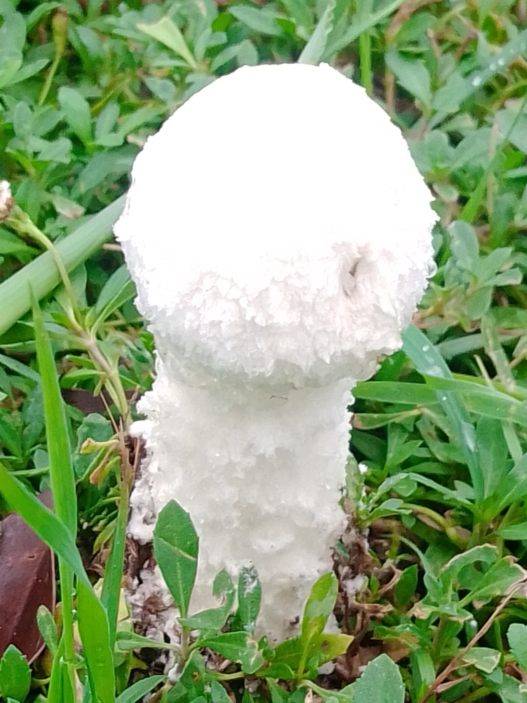 Amanita foetens · March 2024 · photo: © rubenoinst (iNaturalist, cc-by)