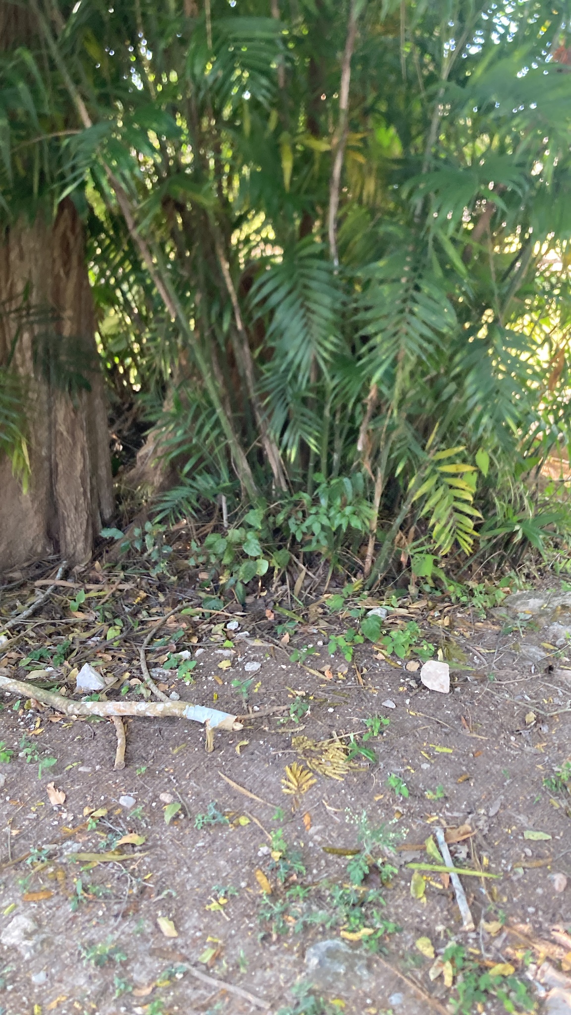 Imagem de Palmeira-ráfis