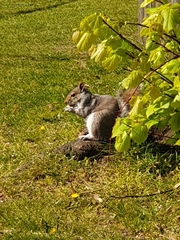 Sciurus carolinensis