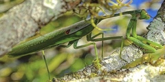 Stagmatoptera septentrionalis