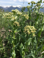 Lepidium draba