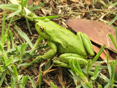 Dendropsophus molitor