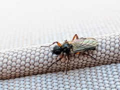 Bibio xanthopus