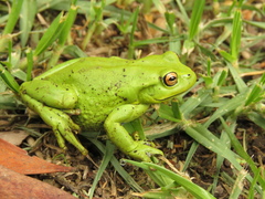 Dendropsophus molitor