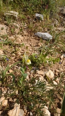 Linaria triphylla