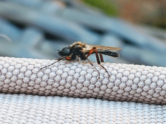 Bibio xanthopus