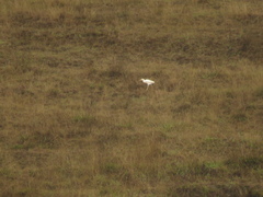Bubulcus ibis