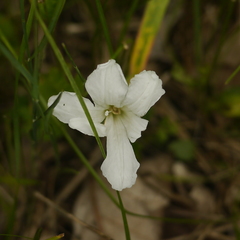 Calystegia spithamaea