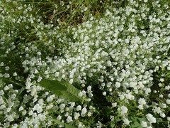 Limnanthes