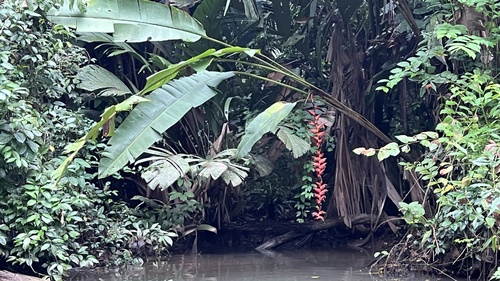 Heliconia pogonantha (Heliconia pogonantha)