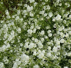 Limnanthes