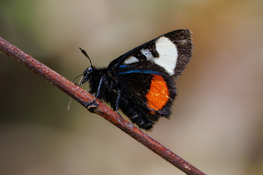 Grapevine Epimenis Moth