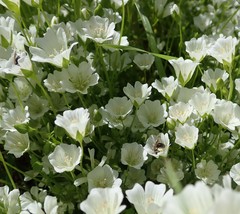 Limnanthes
