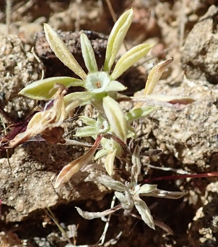 Hesperevax acaulis var. robustior