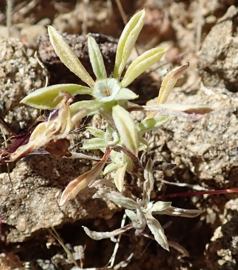 Hesperevax acaulis var. robustior
