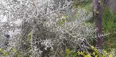Angiospermae