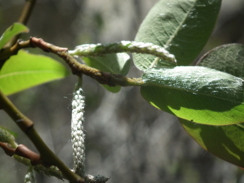 Salix taishanensis