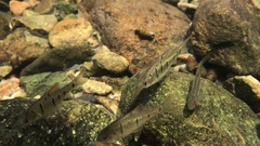 Barbodes semifasciolatus