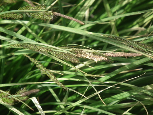 Carex heterolepis iNat (1)