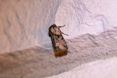 Abrostola microvalis