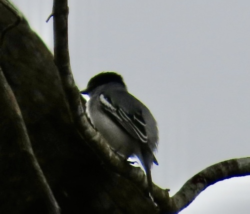 Black-and-white Becard (Pachyramphus albogriseus), photo 4