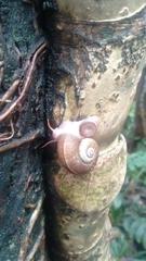 Sinistrofulgur perversum