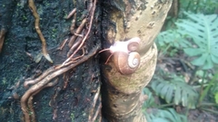 Sinistrofulgur perversum