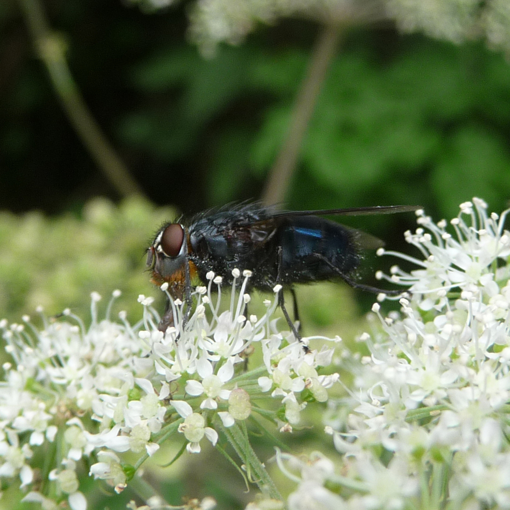 Orange bearded Bluebottle Fly From Berkshire UK On August 31 2010 At orange-bearded-bluebottle-fly-from-berkshire-uk-on-august-31-2010-at