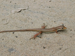 Gerrhosaurus nigrolineatus