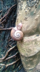 Sinistrofulgur perversum